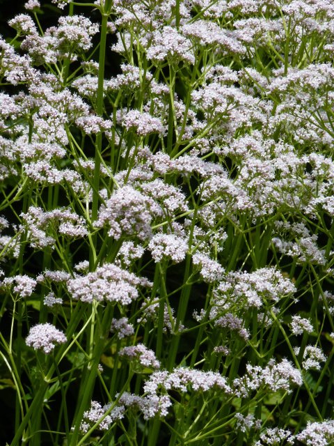 Valeriana officinalis fleur